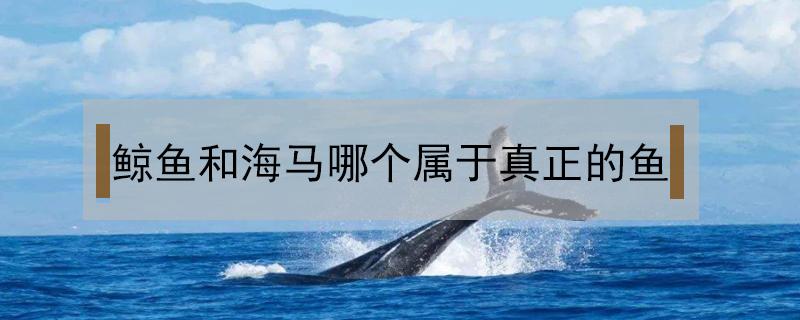 鲸鱼和海马哪个属于真正的鱼 蓝鲸和海马属于鱼类吗