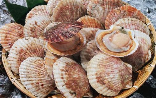 牡蛎和扇贝的区别