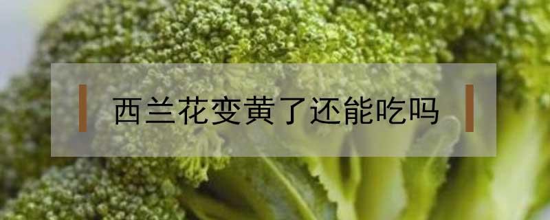 西兰花开花了还能吃吗 西兰花变黄了还能吃吗