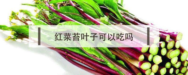 红菜苔叶子可以吃吗 红菜苔叶子能不能吃