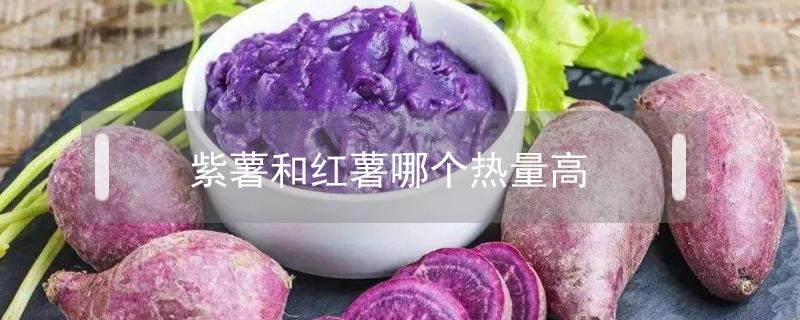 紫薯和红薯哪个热量高? 紫薯和红薯哪个热量高