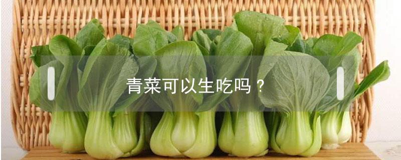 青青菜可以生吃吗 青菜可以生吃吗?