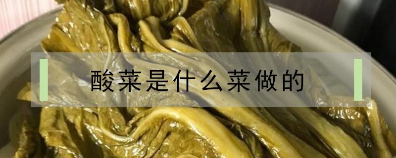 四川酸菜是什么菜做的 酸菜是什么菜做的
