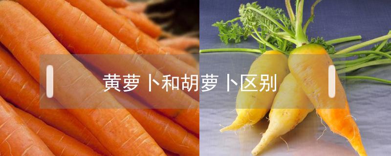 黄萝卜和胡萝卜区别（黄萝卜和胡萝卜区别图片）