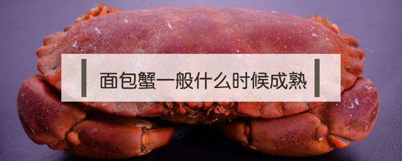 面包蟹生长周期 面包蟹一般什么时候成熟