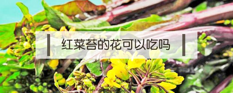 红苔菜花能吃吗 红菜苔的花可以吃吗