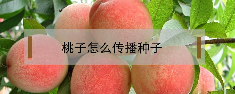 桃子靠什么传播种子的方法 桃子怎么传播种子