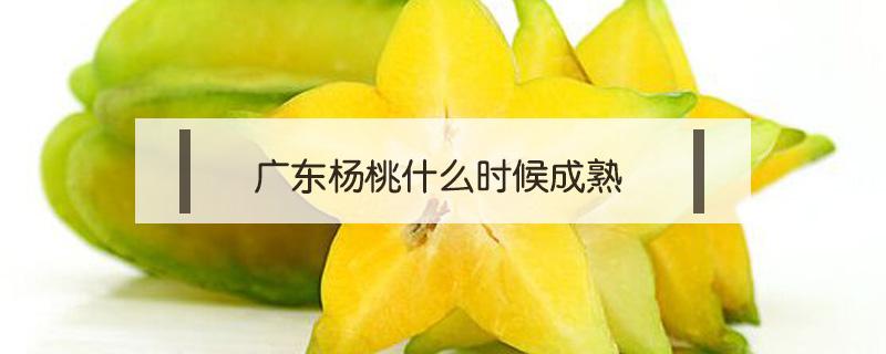 杨桃的成熟期是什么时候 广东杨桃什么时候成熟
