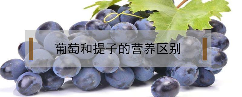 葡萄和提子的营养区别 葡萄和提子的营养一样吗