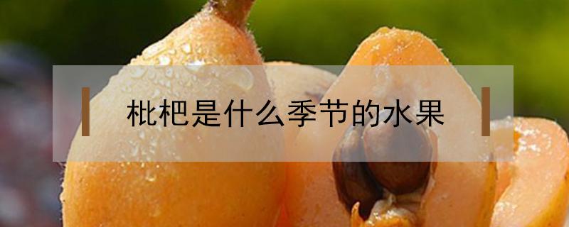 四川枇杷是什么季节的水果 枇杷是什么季节的水果