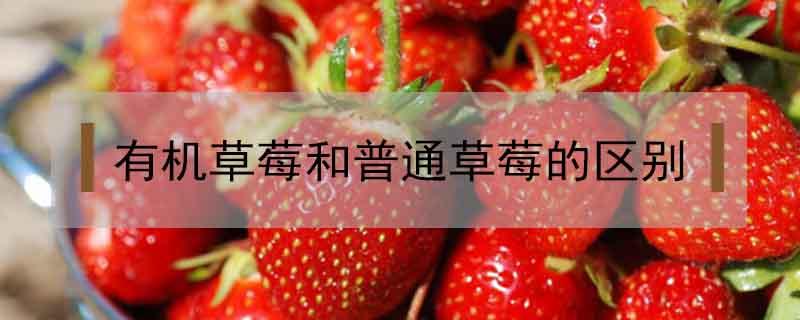 什么是有机草莓 有机草莓和普通草莓的区别