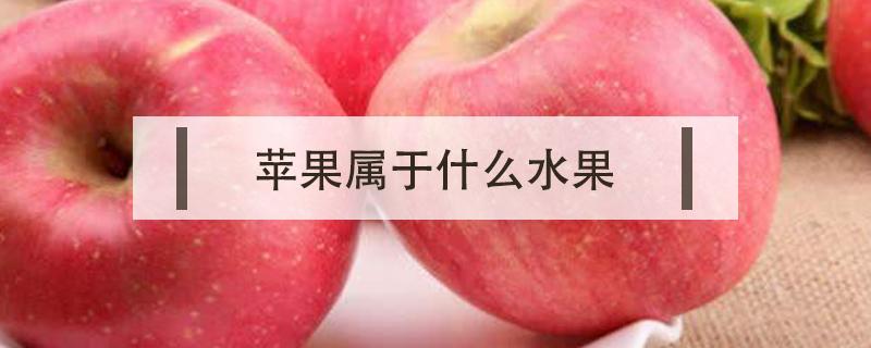 苹果属于什么水果类型 苹果属于什么水果