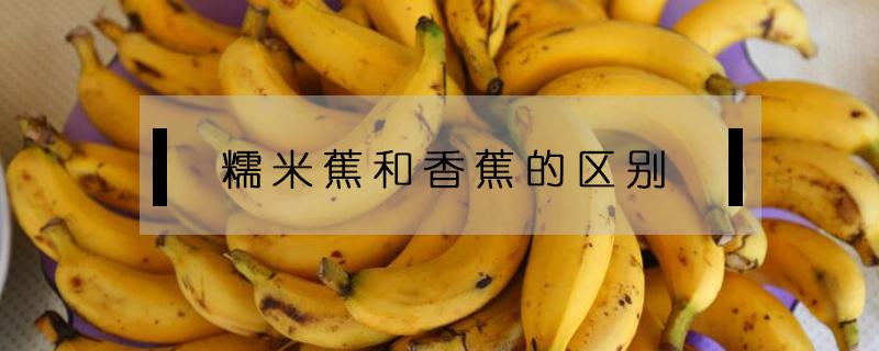 糯米蕉和香蕉的区别 糯米香蕉和香蕉有什么区别
