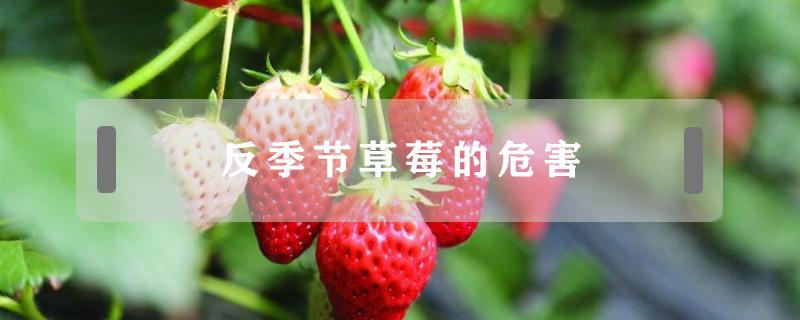 反季节草莓的危害 反季节的草莓有什么危害