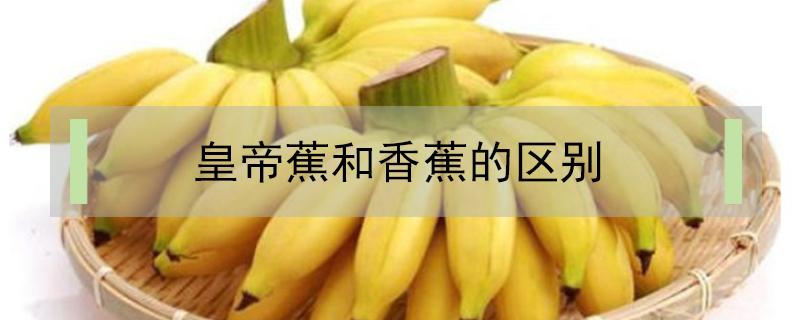 皇帝蕉和香蕉的区别 帝王蕉和香蕉的区别