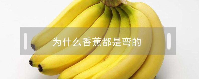 香蕉为啥都是弯的 为什么香蕉都是弯的