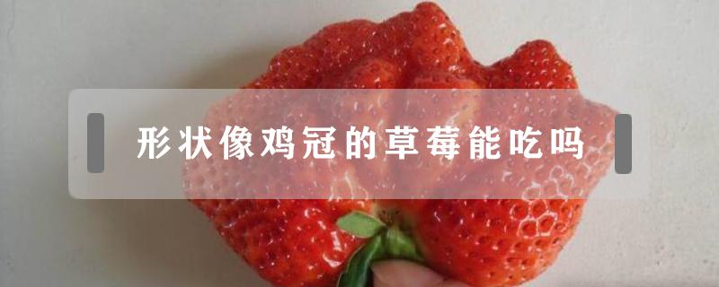 形状像鸡冠的草莓能吃吗 鸡冠子草莓能吃吗