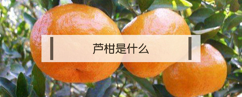 芦柑是什么 芦柑是什么季节的水果