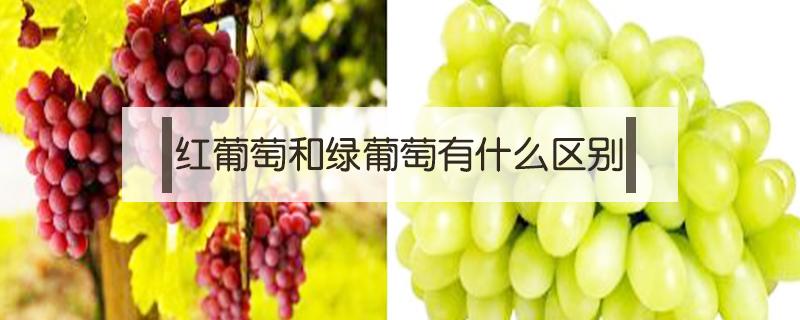 红葡萄和绿葡萄有什么区别 绿葡萄还是红葡萄好