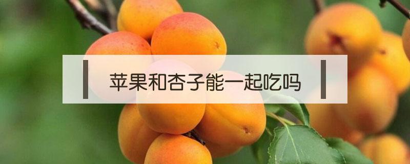 苹果和杏子可以一起吃吗 苹果和杏子能一起吃吗