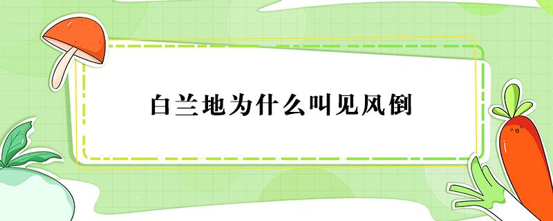 白兰地为什么叫见风倒 白兰地迎风倒