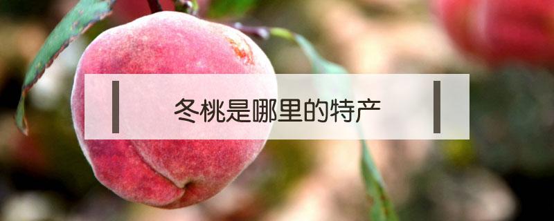 冬桃是哪里的特产 哪个地方盛产冬桃