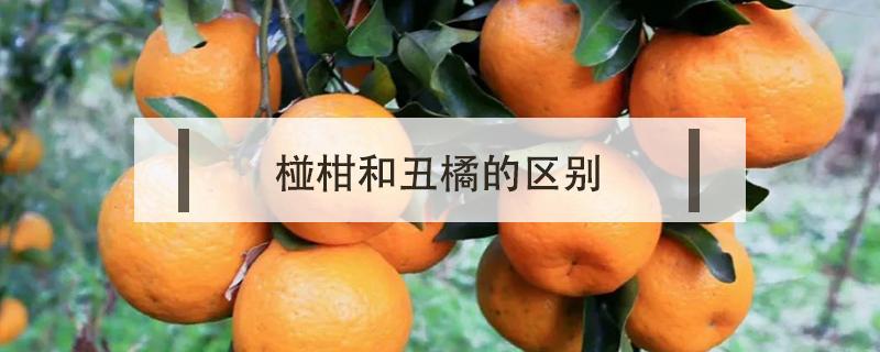 丑柑是柑还是橘 椪柑和丑橘的区别