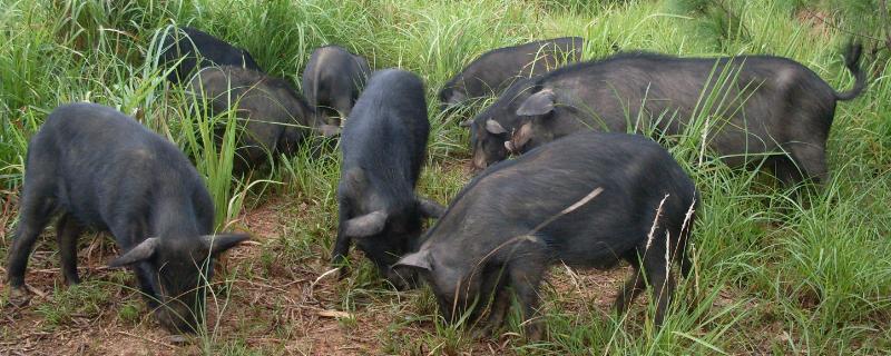 瘦肉率最高的黑猪品种，长得最快的黑猪品种有哪些