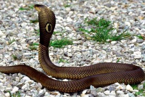 银环蛇和五步蛇谁更毒，和眼镜蛇相比呢？