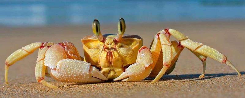 螃蟹黄苦的还能吃吗 螃蟹黄苦还能吃吗
