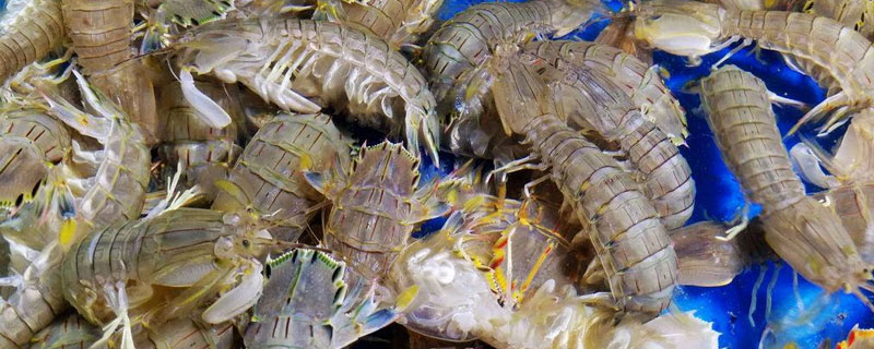 皮皮虾可以人工养殖吗 皮皮虾能否人工养殖