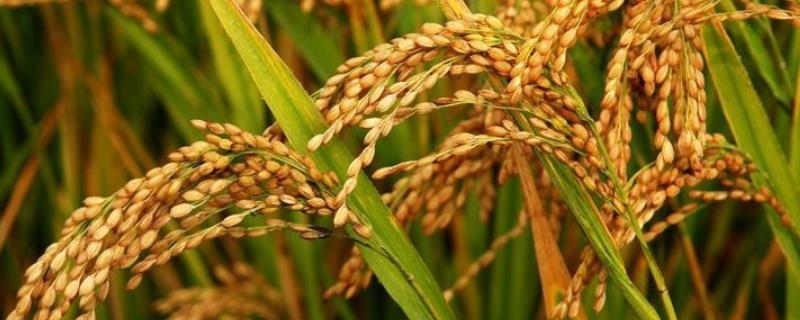 旱稻一亩收多少斤香米 旱稻一亩收多少斤