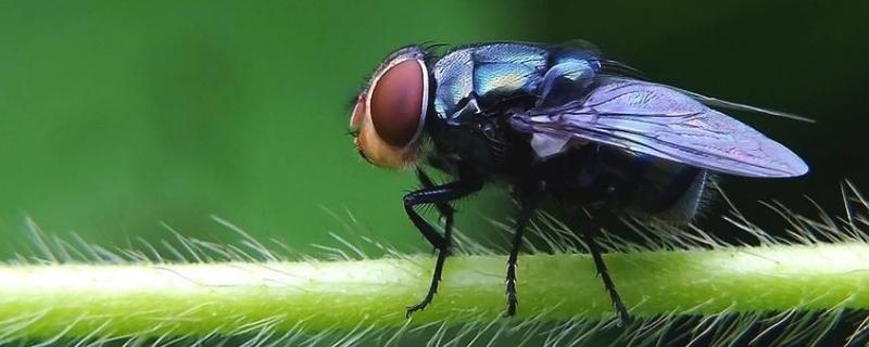 苍蝇吃的东西能吃吗 苍蝇能吃吗？蚊子能吃吗？