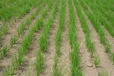 旱稻一亩收多少斤？一亩用多少种子？