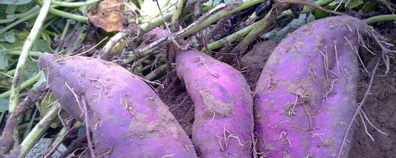 一亩紫薯的利润有多少（紫薯一亩地要投资多少）