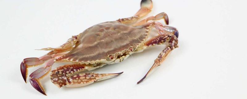 海蟹河蟹哪个嘌呤高 河蟹是高嘌呤食物吗