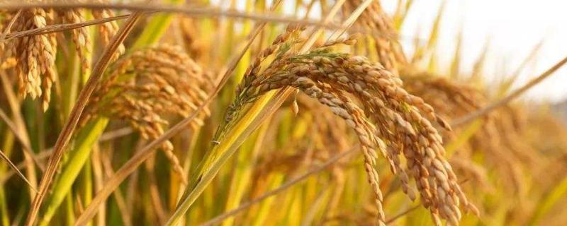 常见的稻谷种子品种有哪些 稻谷种子有哪些品种香米