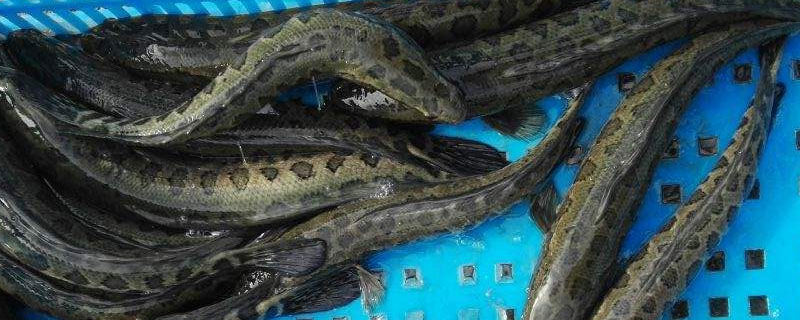 黑鱼养殖成本和利润 黑鱼养殖成本和利润 失败案例