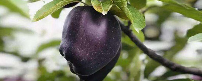 新品种黑苹果树的特性 黑苹果树苗