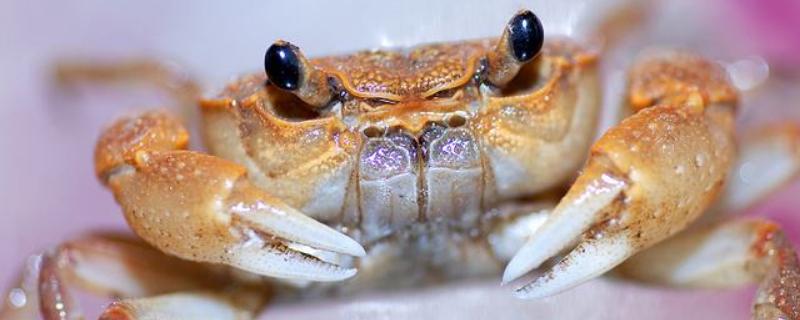 海螃蟹死了能不能吃了 海螃蟹死了能不能吃了梭子蟹