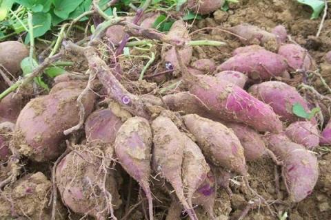 一亩紫薯的利润有多少？产量是多少斤？