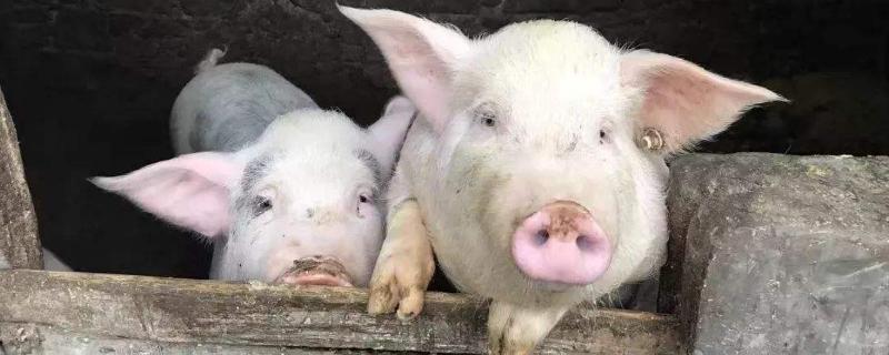 养猪这活对身体有害吗，有哪些危害 养猪对人身体有害吗