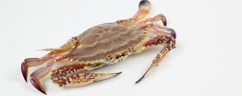 河螃蟹和海螃蟹哪个贵 河蟹和海蟹哪个贵