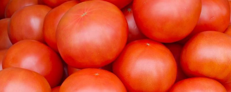 西红柿发芽了还能吃吗 生的西红柿能吃吗?