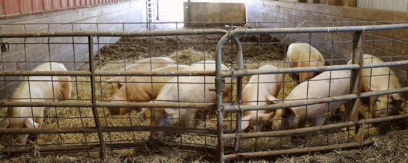 不养猪的猪栏养啥好 猪圈不养猪能养点啥
