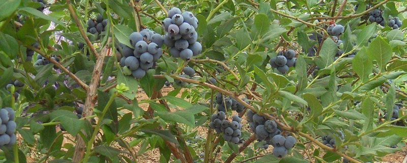 蓝莓苗哪里卖 哪里可以买到正宗的蓝莓苗