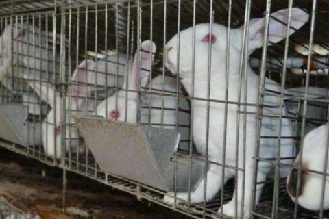 养兔的利润与成本，10只母兔一年能挣多少