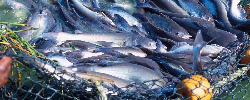 巴沙鱼带皮能不能吃，附常见做法 巴沙鱼带皮和不带皮的区别