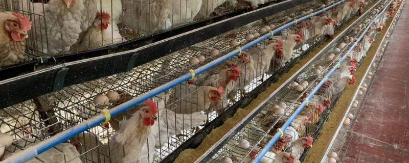 养殖5000只蛋鸡需要投资多少钱 5万只蛋鸡养鸡场投资多少？