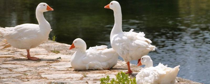 白条鸭是什么鸭多少钱一个 白条鸭为什么那么便宜，附市场价格